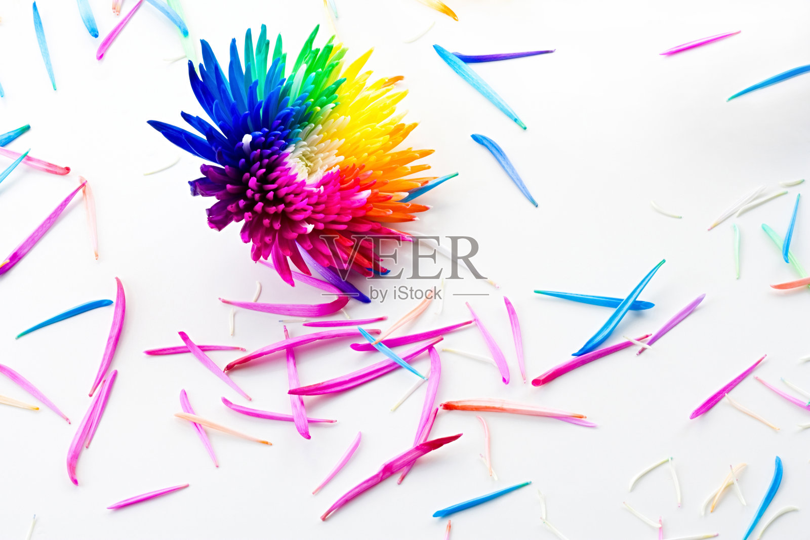 彩虹菊花照片摄影图片