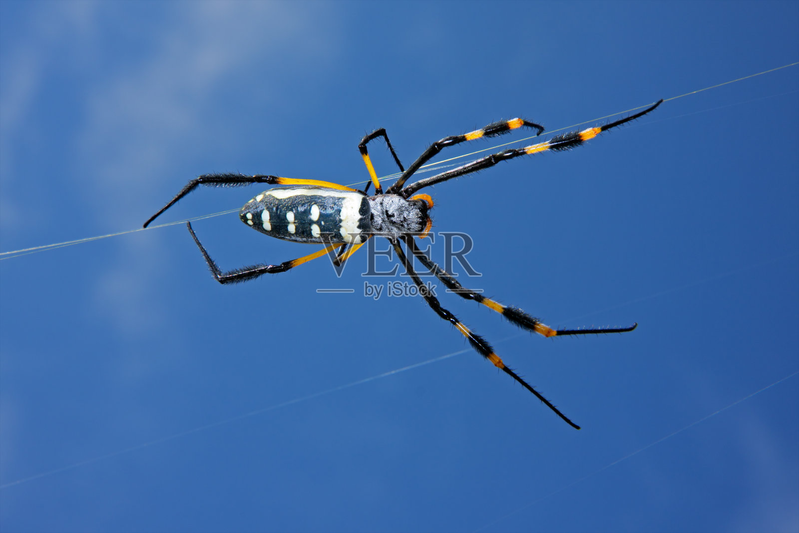 金球网蜘蛛照片摄影图片