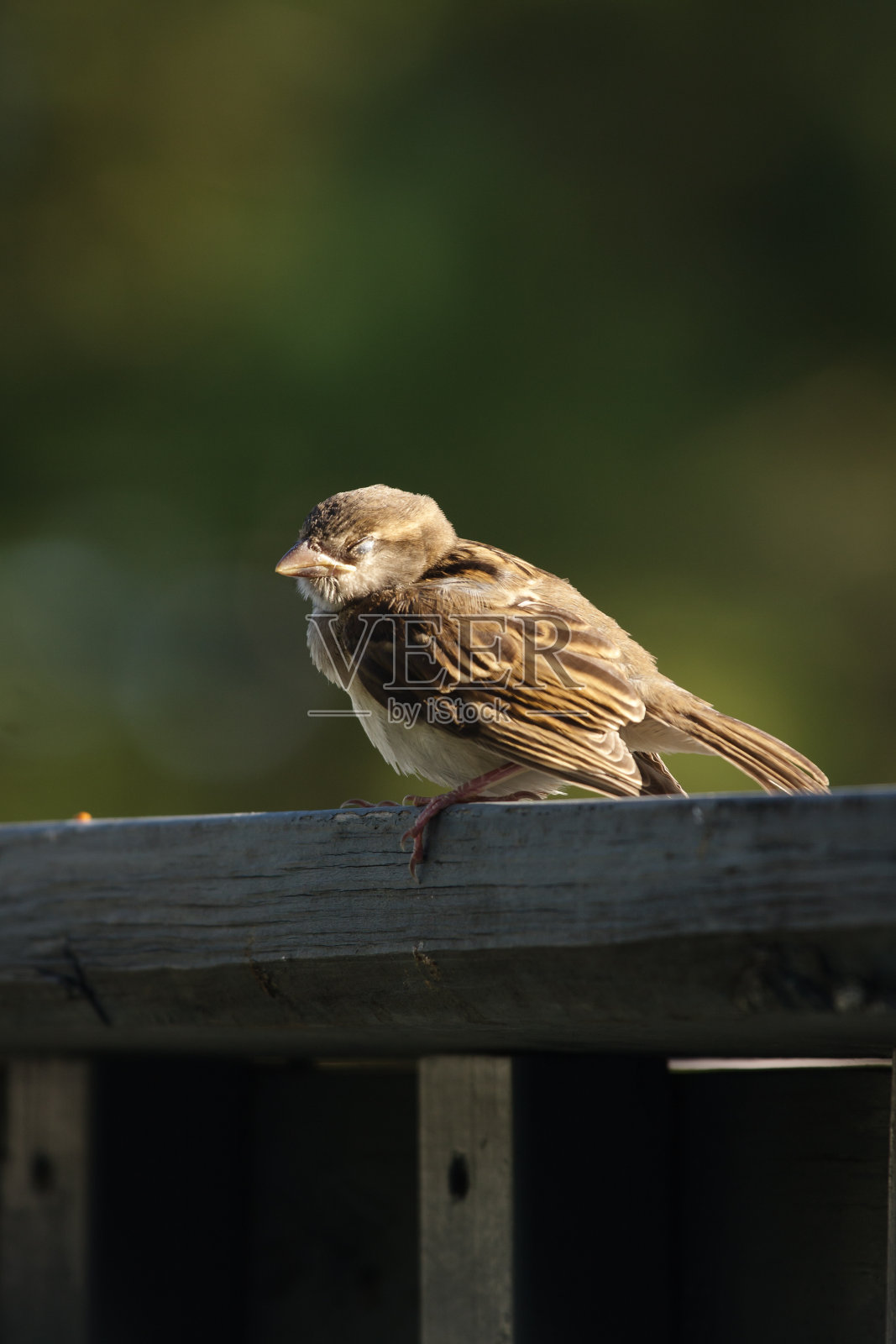 午睡麻雀照片摄影图片