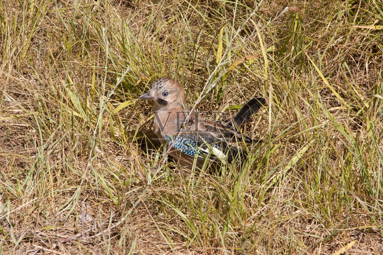 欧亚杰照片摄影图片