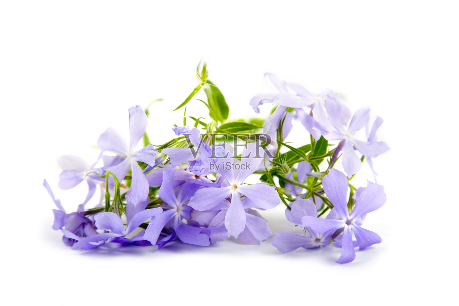 蓝色的花照片摄影图片