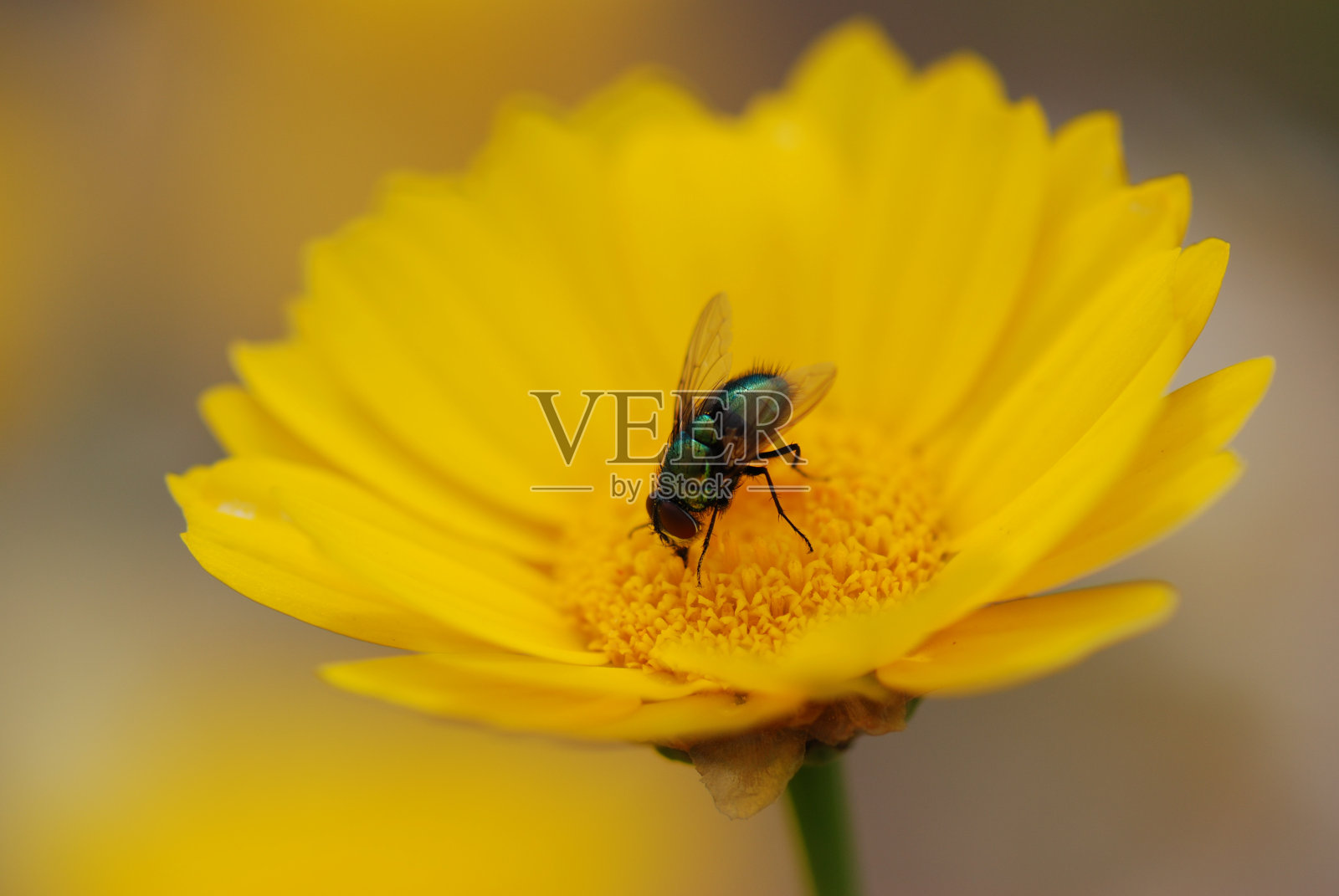 飞和花照片摄影图片