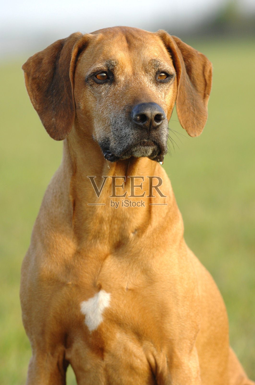 成年罗得西亚脊背鲸雌性照片摄影图片