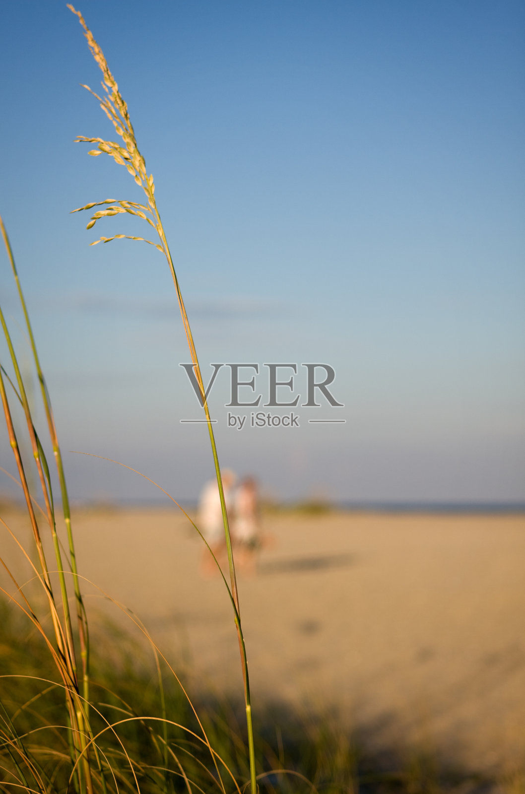 海滩上草照片摄影图片