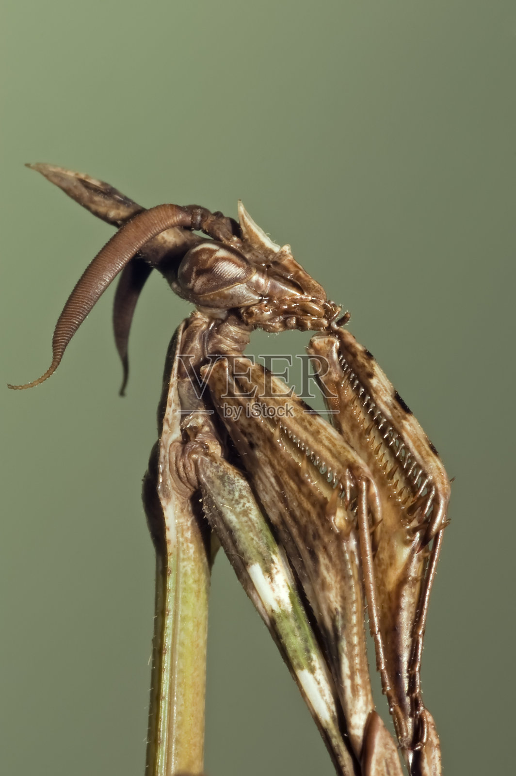 恩浦萨祈祷螳螂照片摄影图片