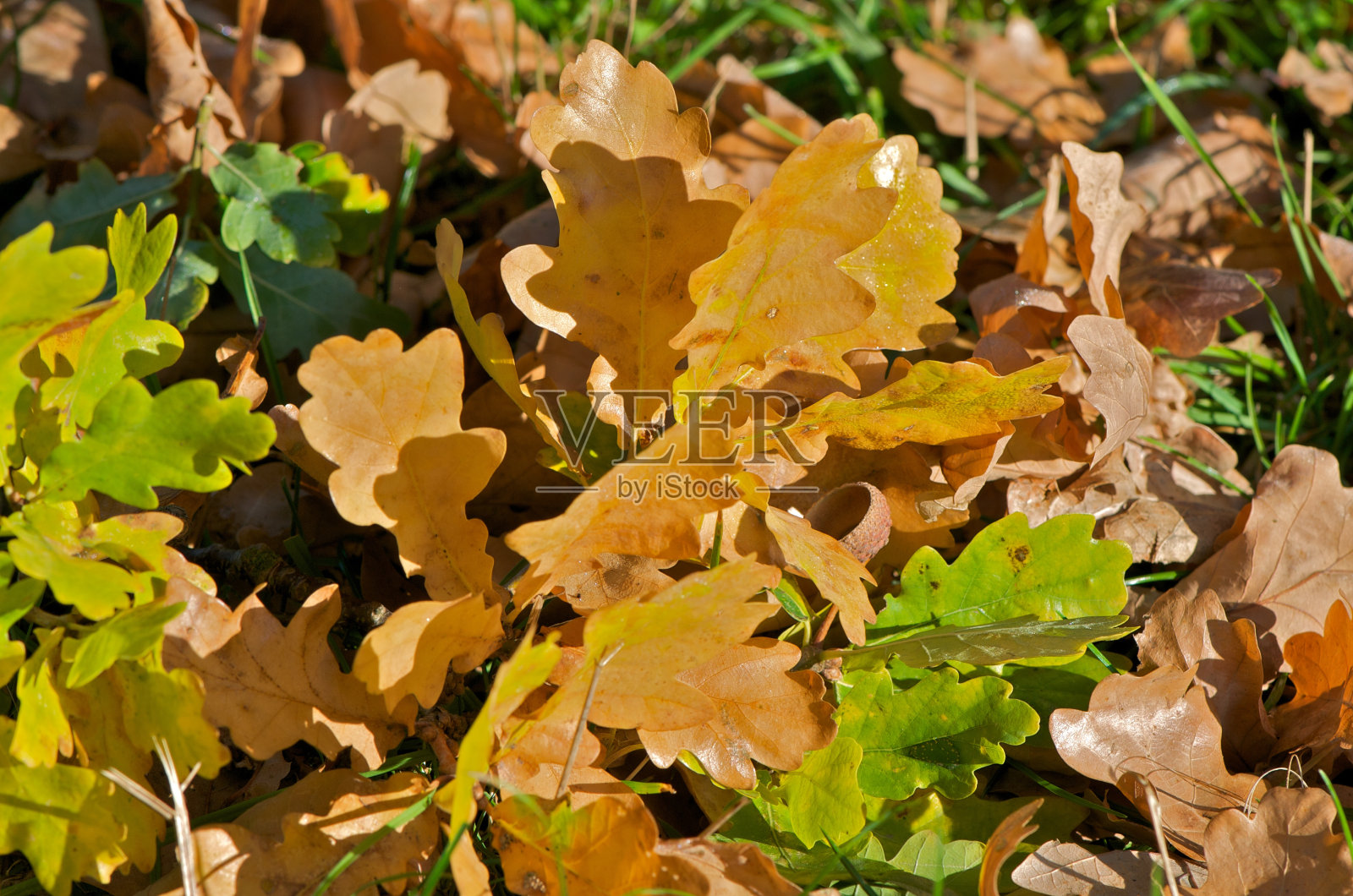 橡树叶下降照片摄影图片