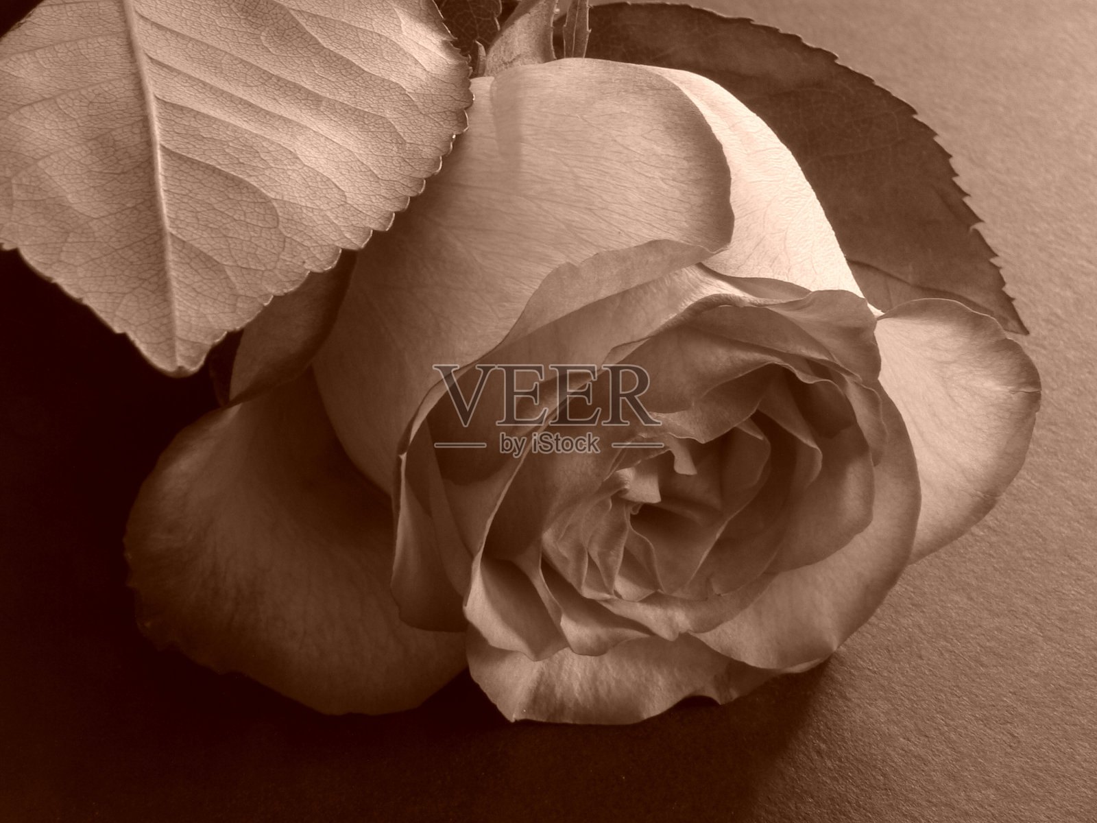 深褐色的玫瑰照片摄影图片