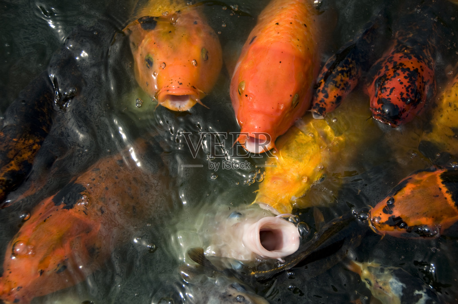锦鲤照片摄影图片