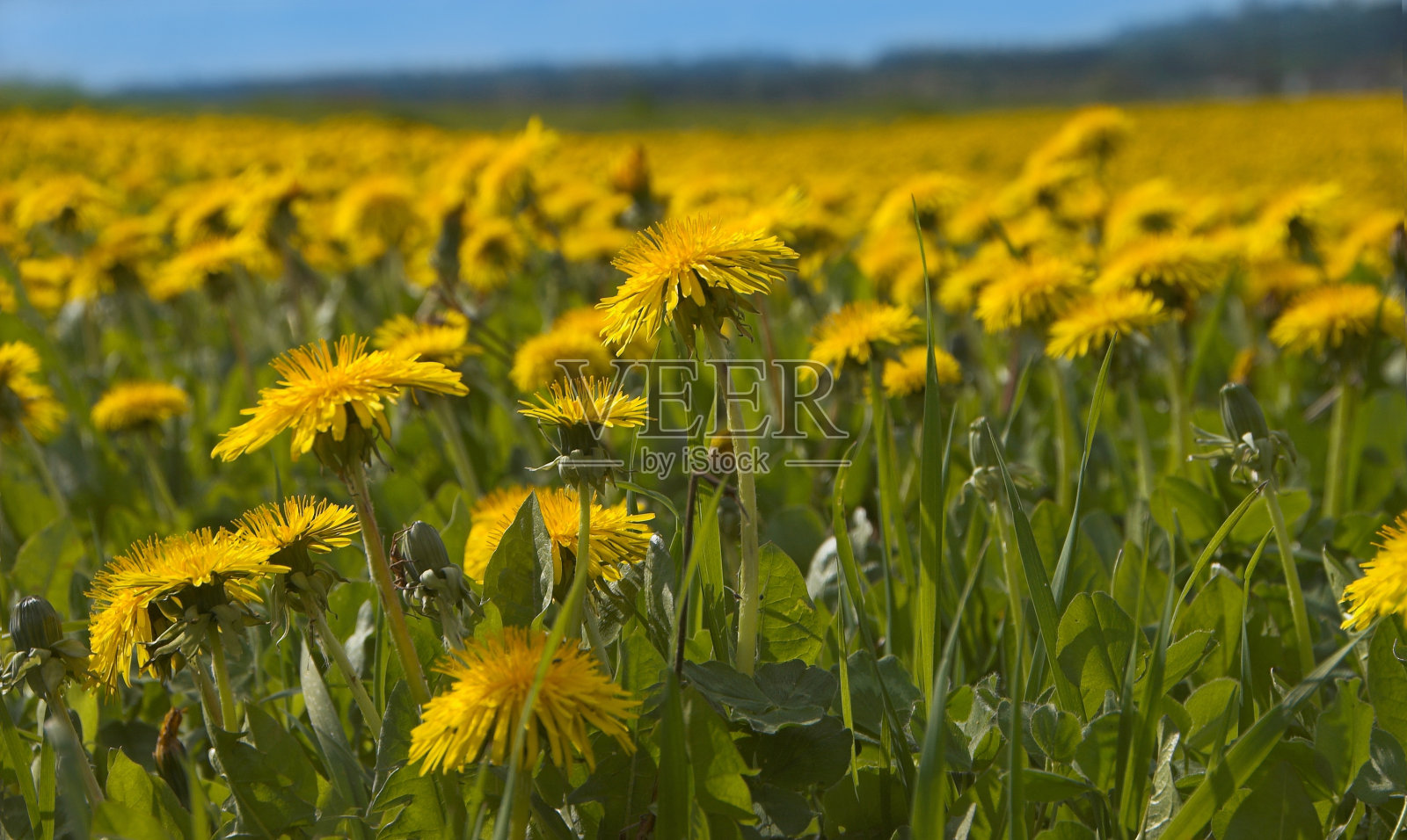阳光下的蒲公英照片摄影图片