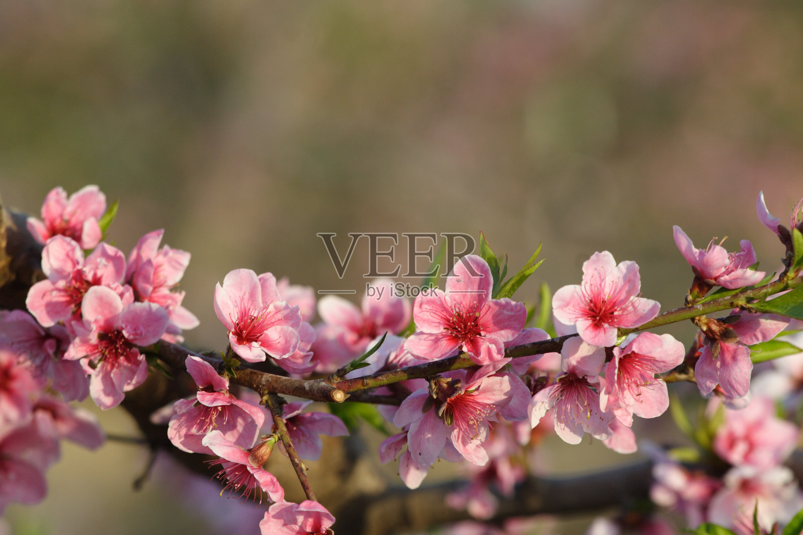 春天鲜花盛开照片摄影图片