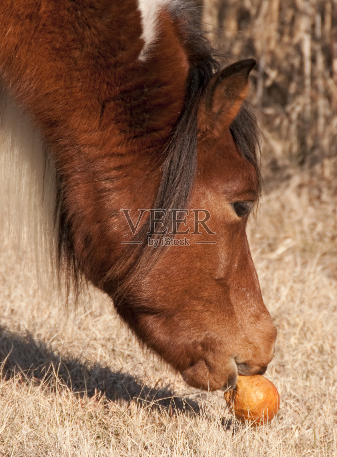 马吃照片摄影图片