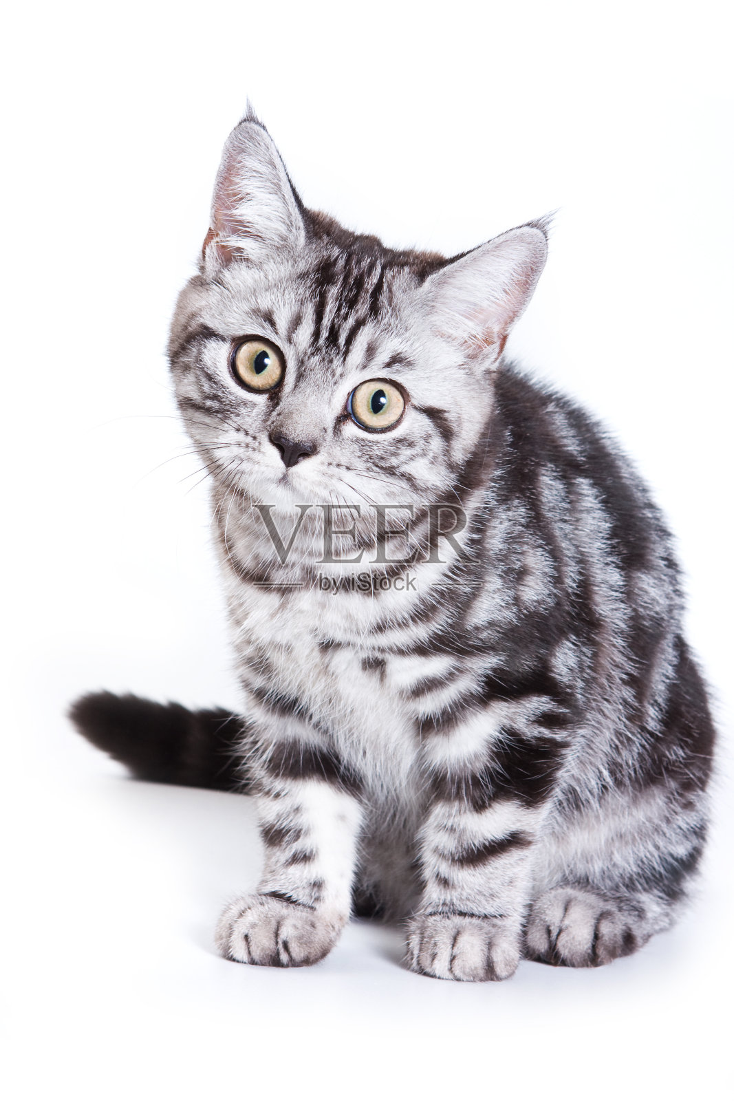 白色背景上的英国小猫照片摄影图片