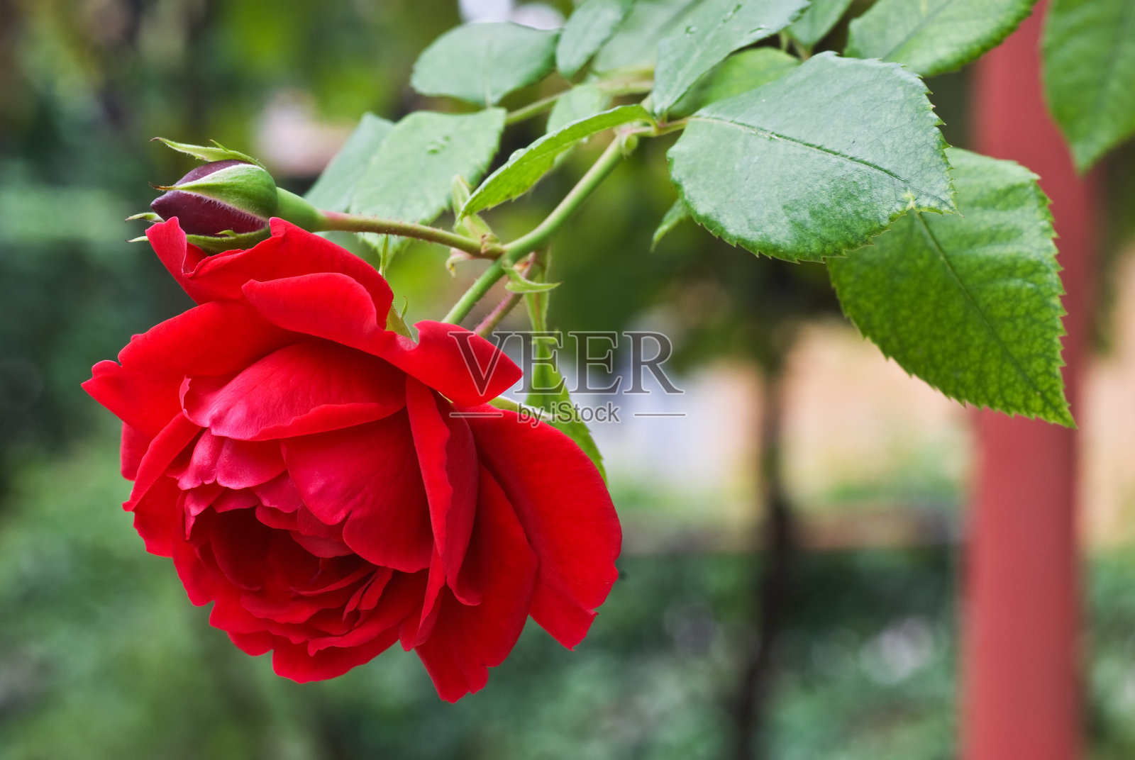 离焦背景上花园里的红玫瑰照片摄影图片