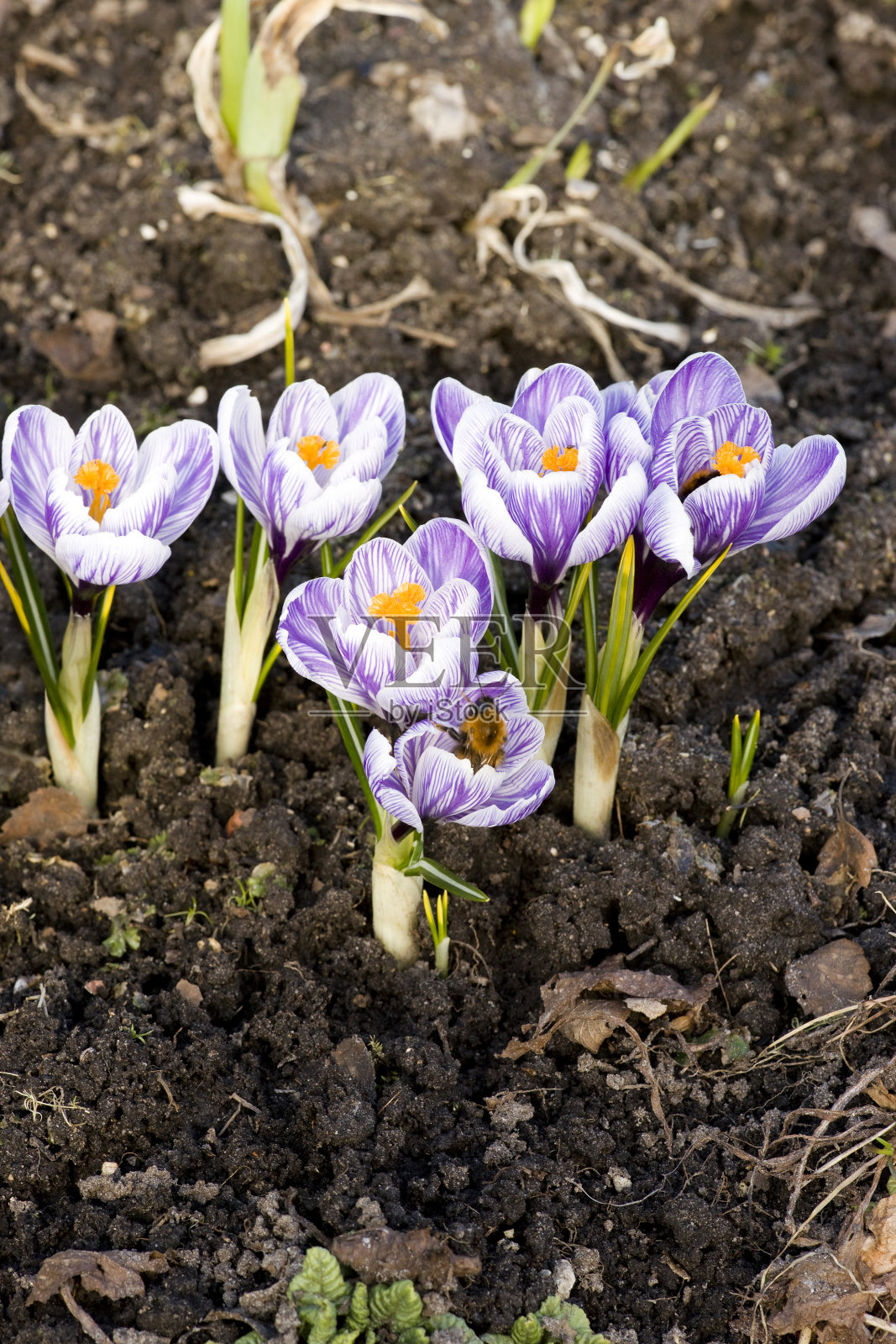 首先《花儿朵朵》照片摄影图片