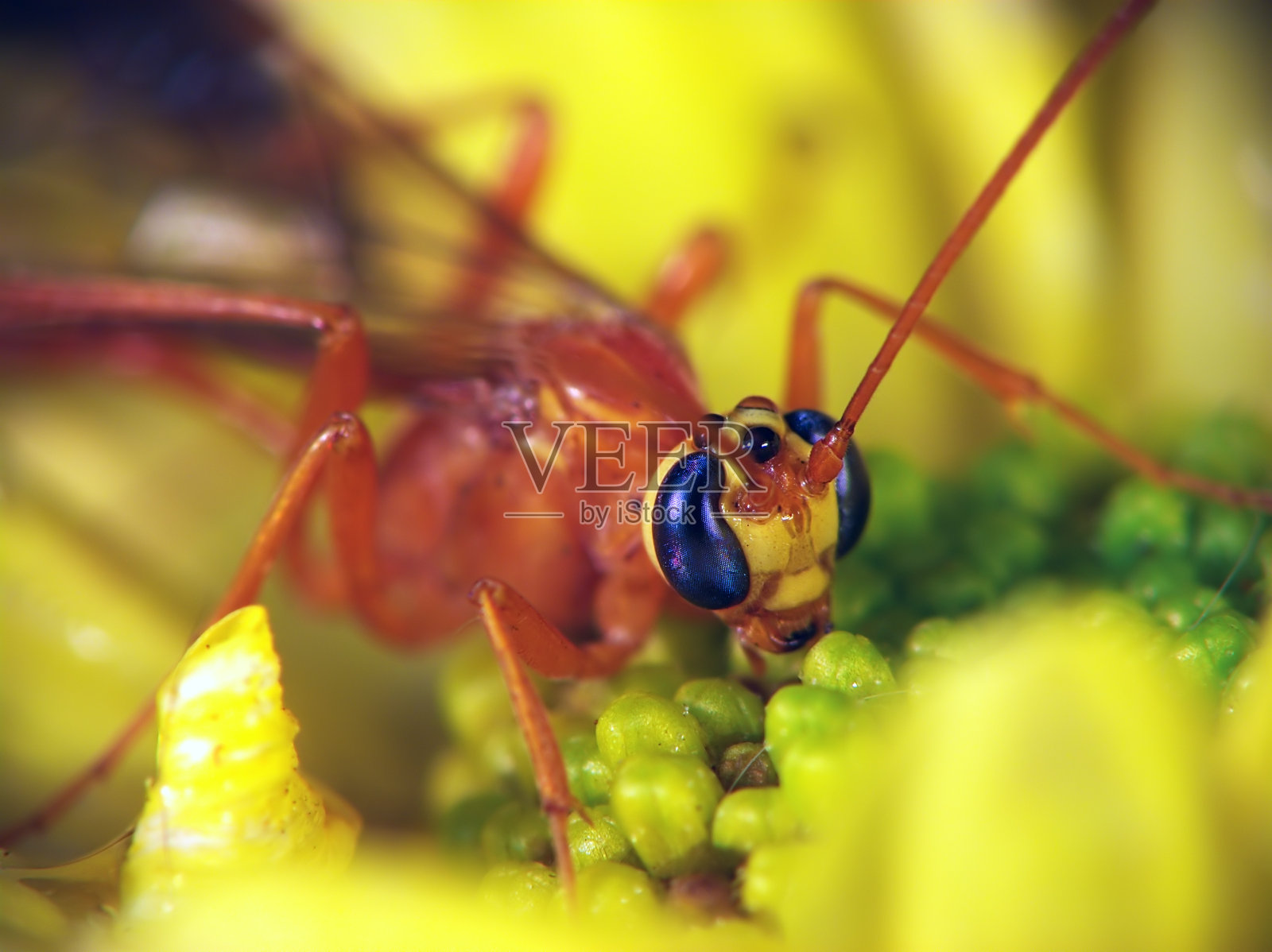 Ophion(家庭姬蜂科)照片摄影图片