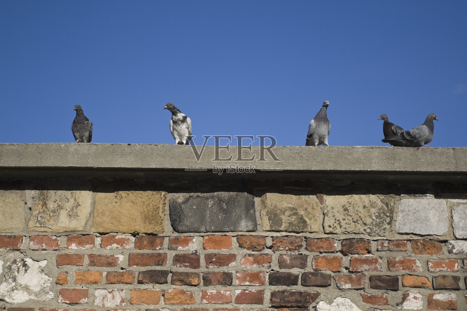 鸟儿站在墙上照片摄影图片