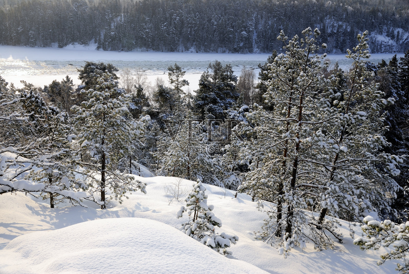 冬季森林照片摄影图片
