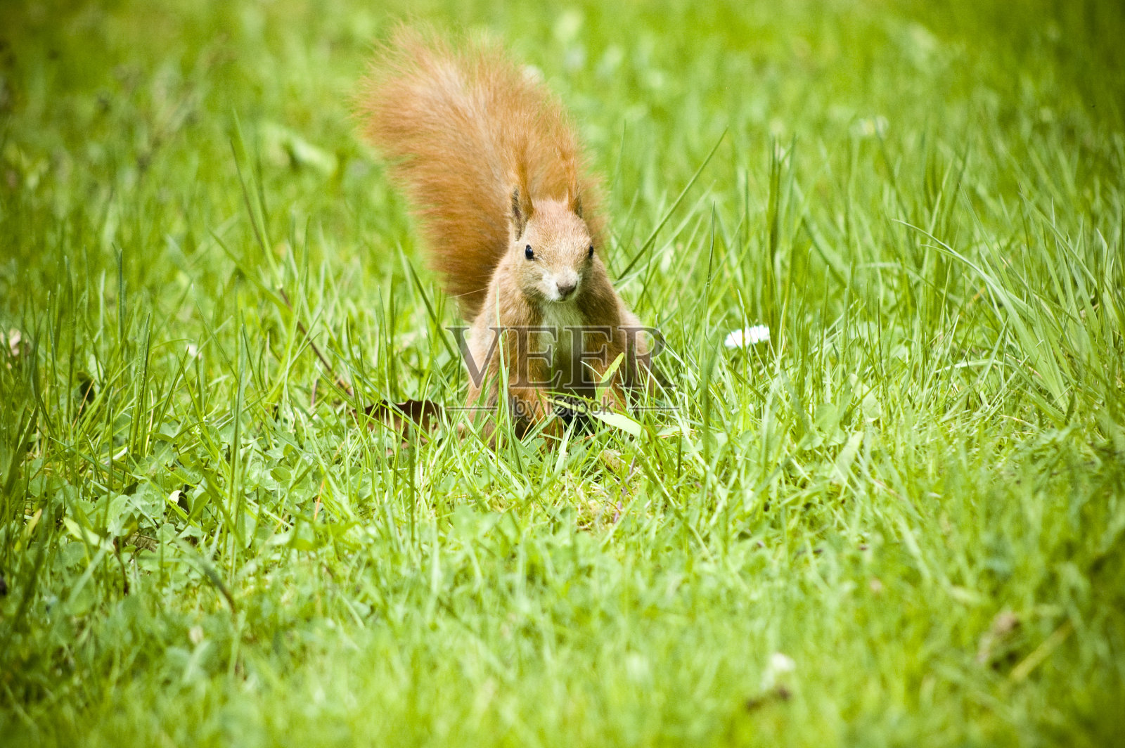 红松鼠照片摄影图片