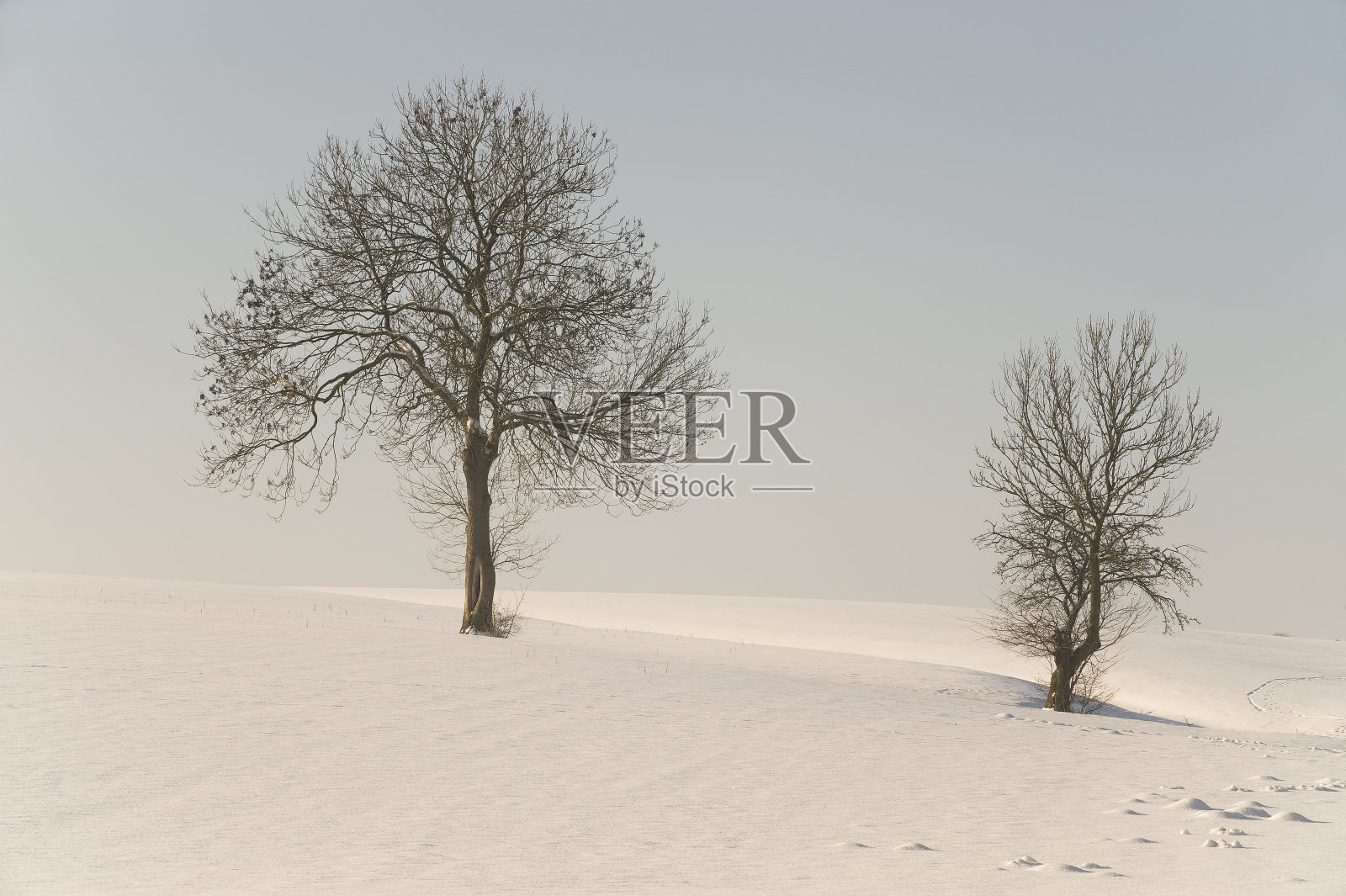 冬天的树照片摄影图片