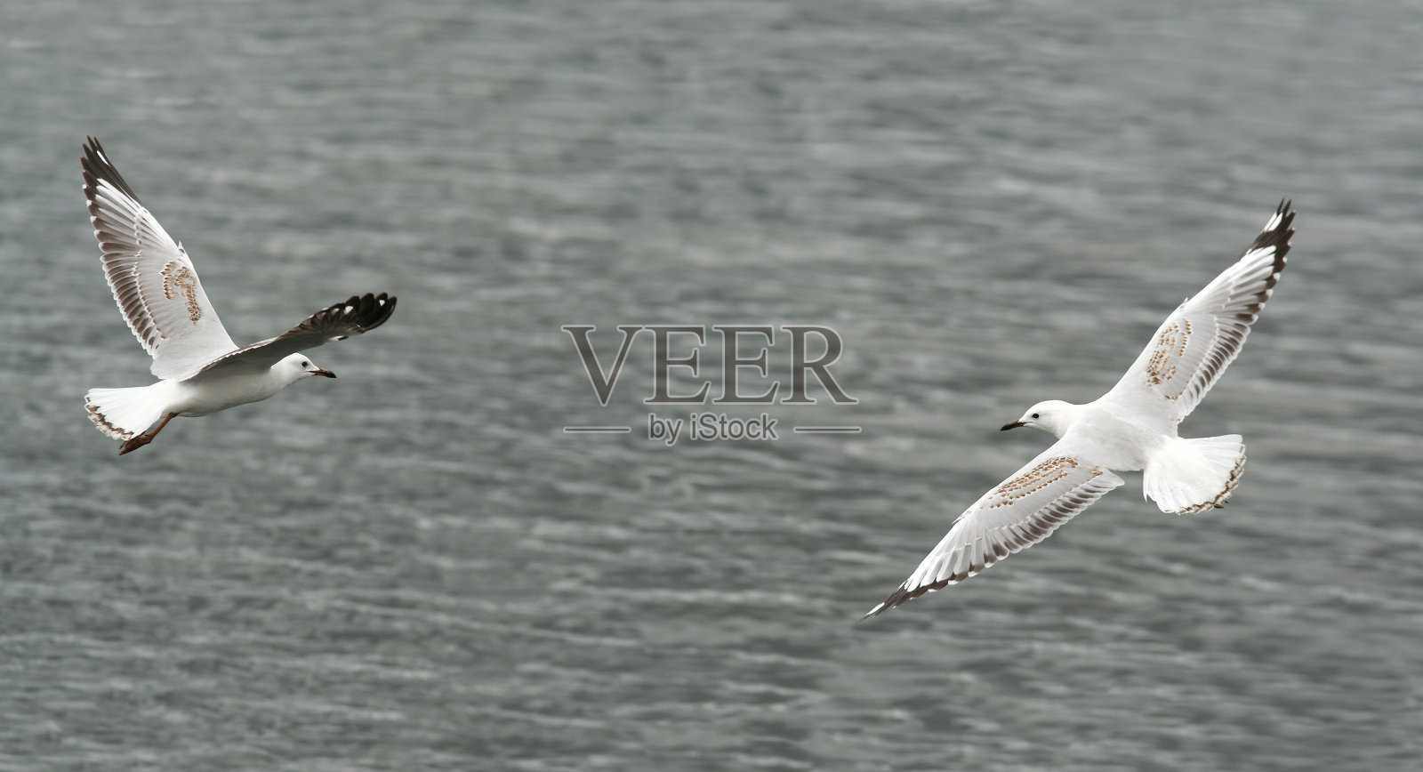 海鸥照片摄影图片