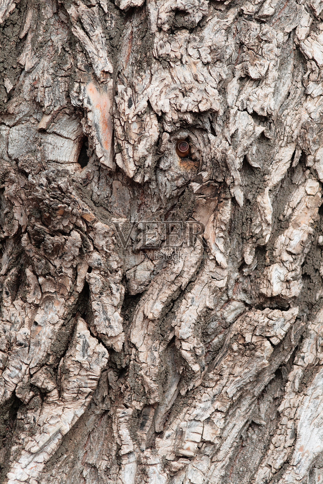 树皮上的脸照片摄影图片