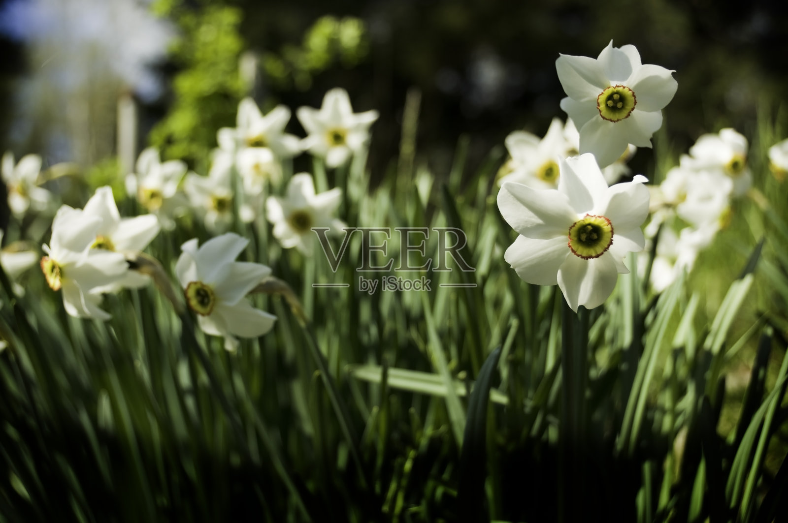 水仙花儿照片摄影图片