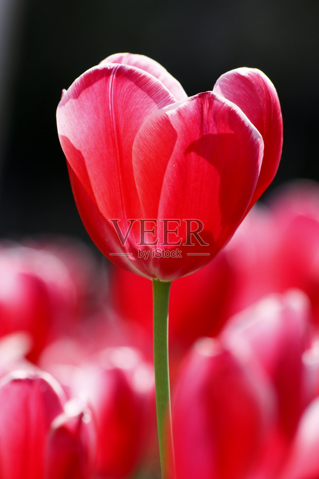 郁金香照片摄影图片