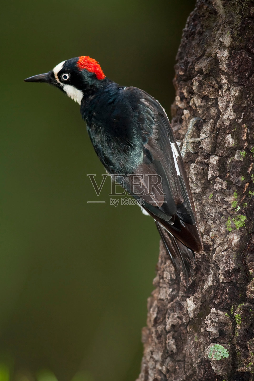 橡实啄木鸟照片摄影图片