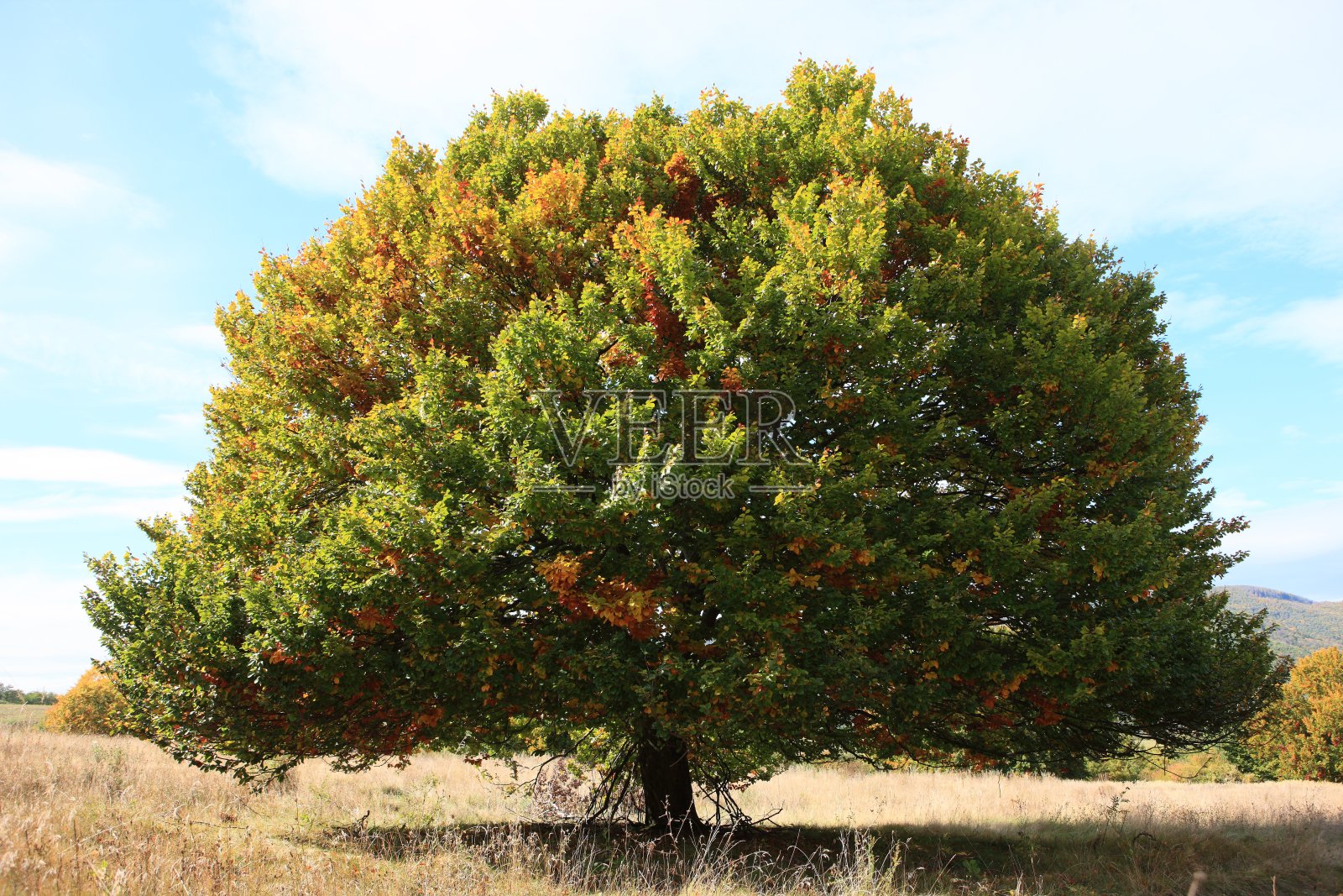 我最喜欢的树照片摄影图片