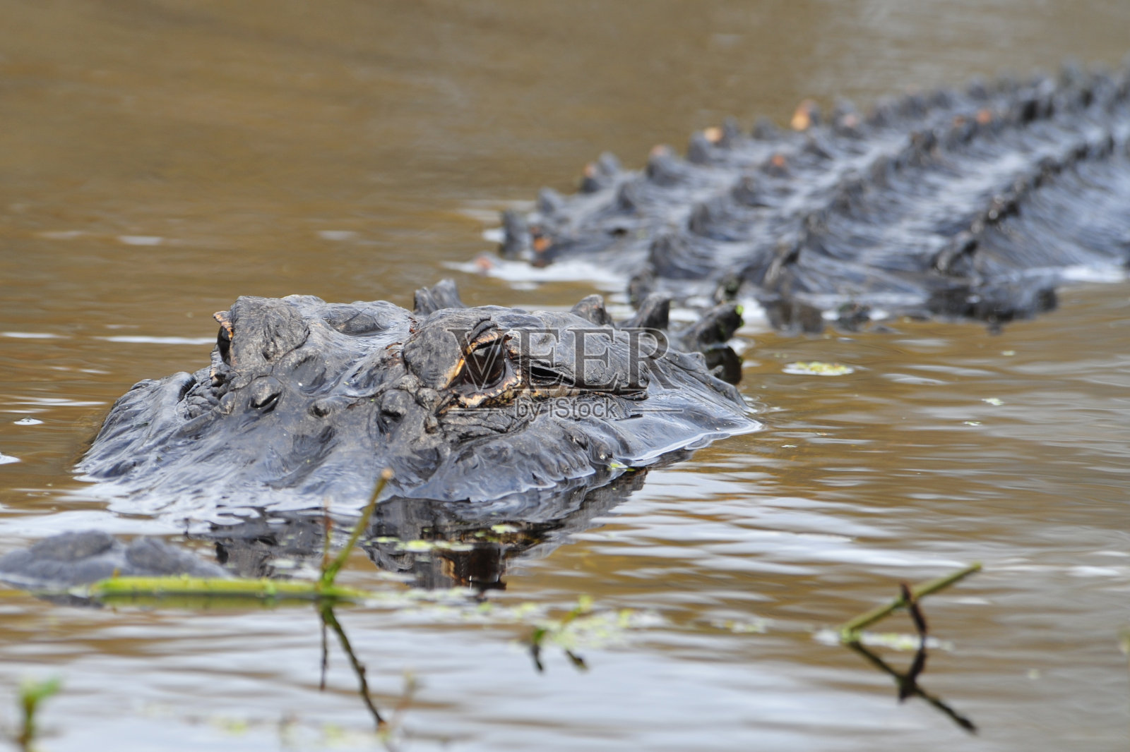 野生佛罗里达短吻鳄照片摄影图片