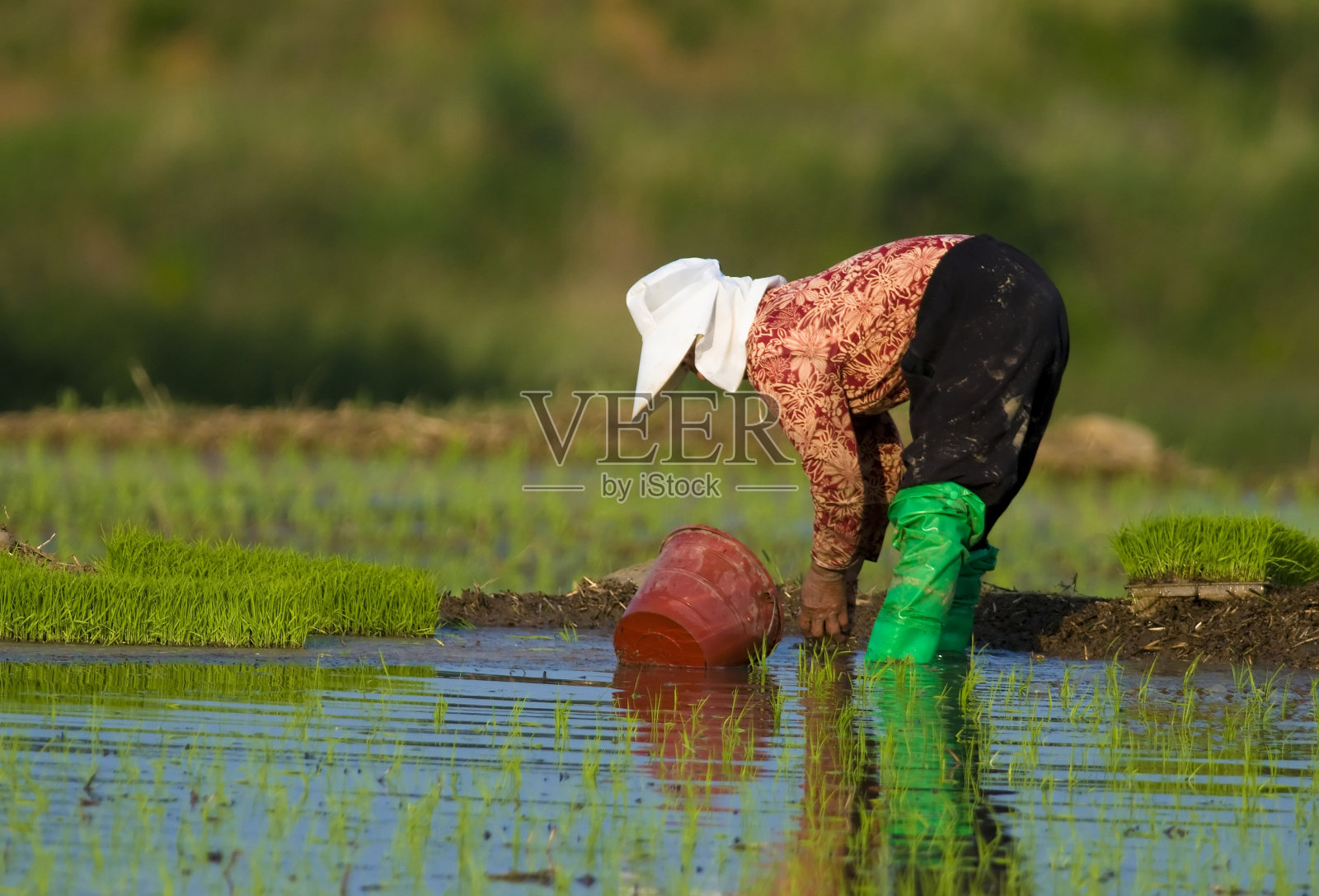 韩国水稻播种机-女。照片摄影图片
