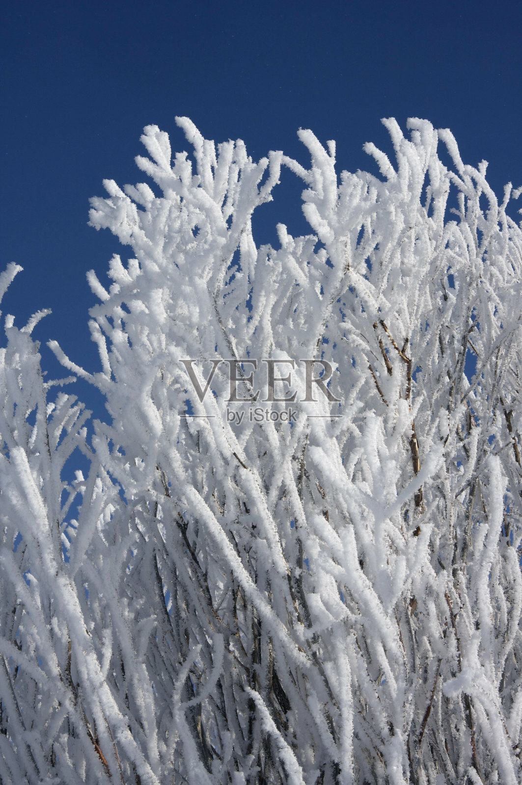 白霜照片摄影图片