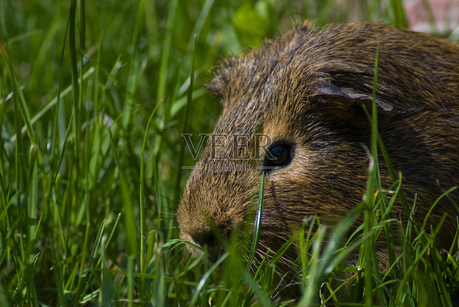 豚鼠照片摄影图片