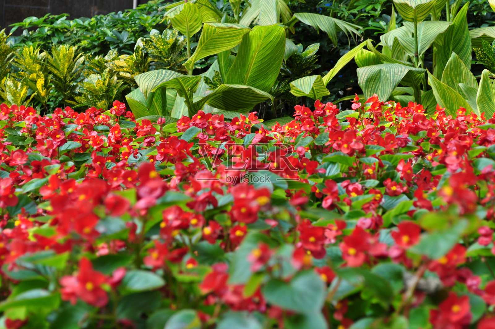 植物照片摄影图片