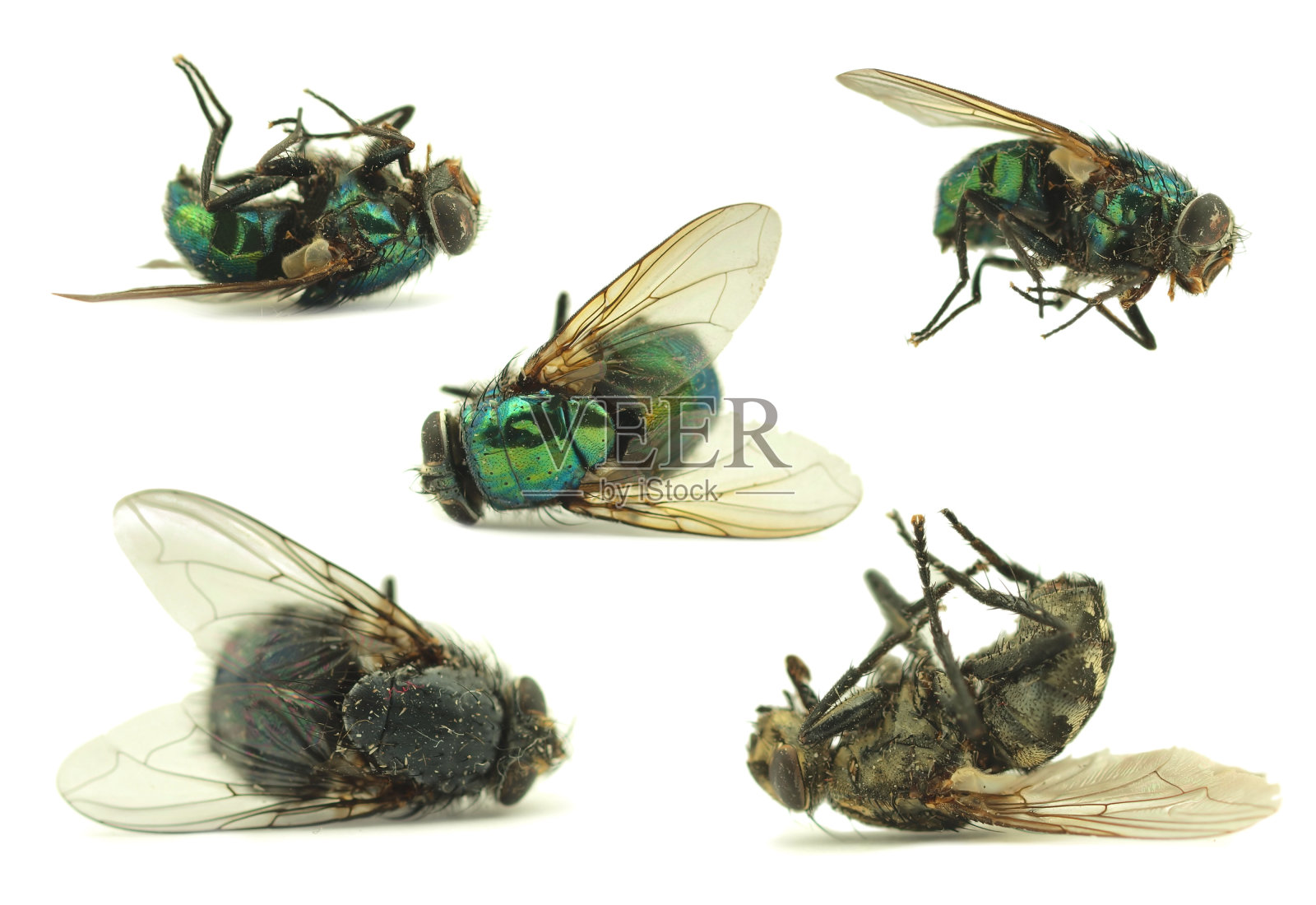 苍蝇照片摄影图片