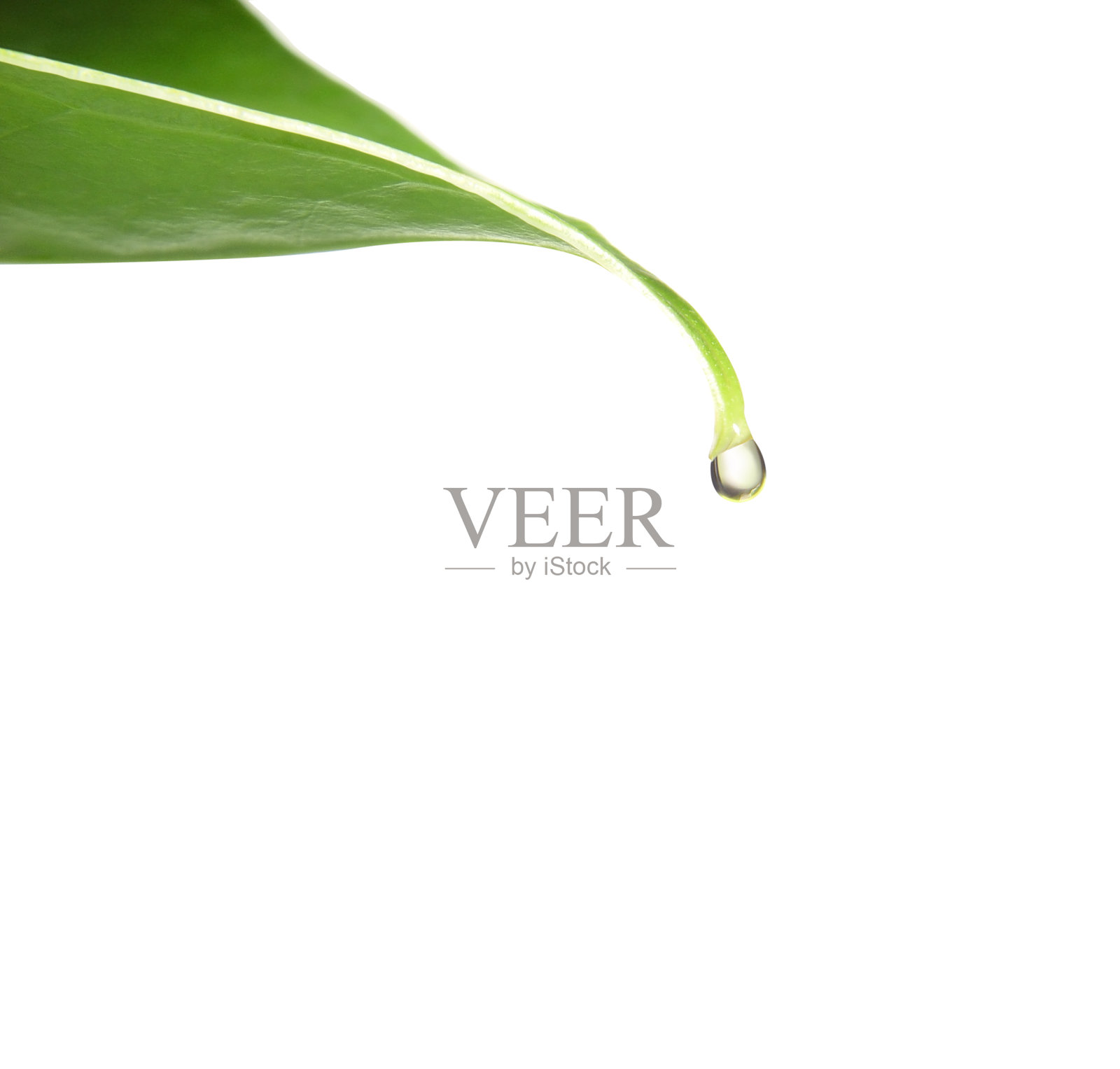 滴在叶子照片摄影图片