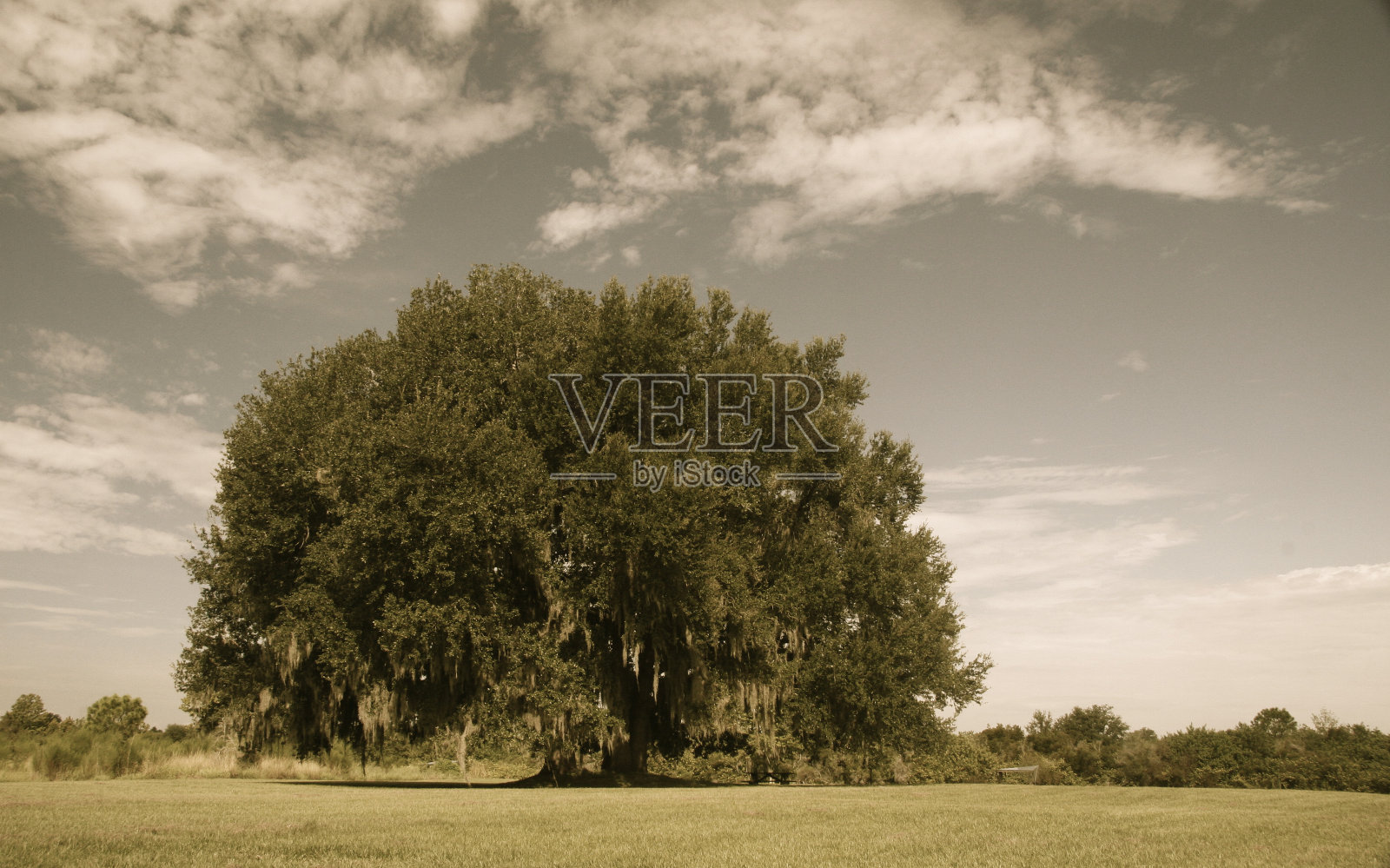 乌贼树照片摄影图片