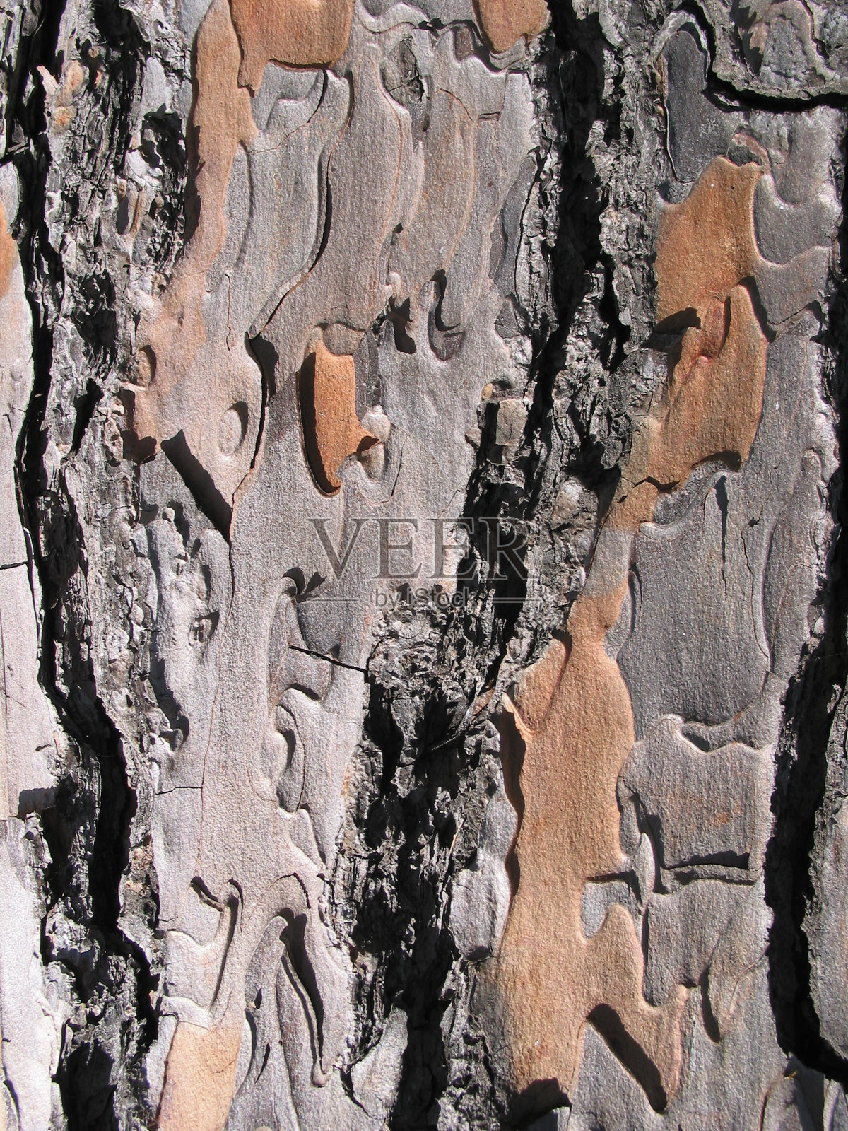 树皮在罗马照片摄影图片