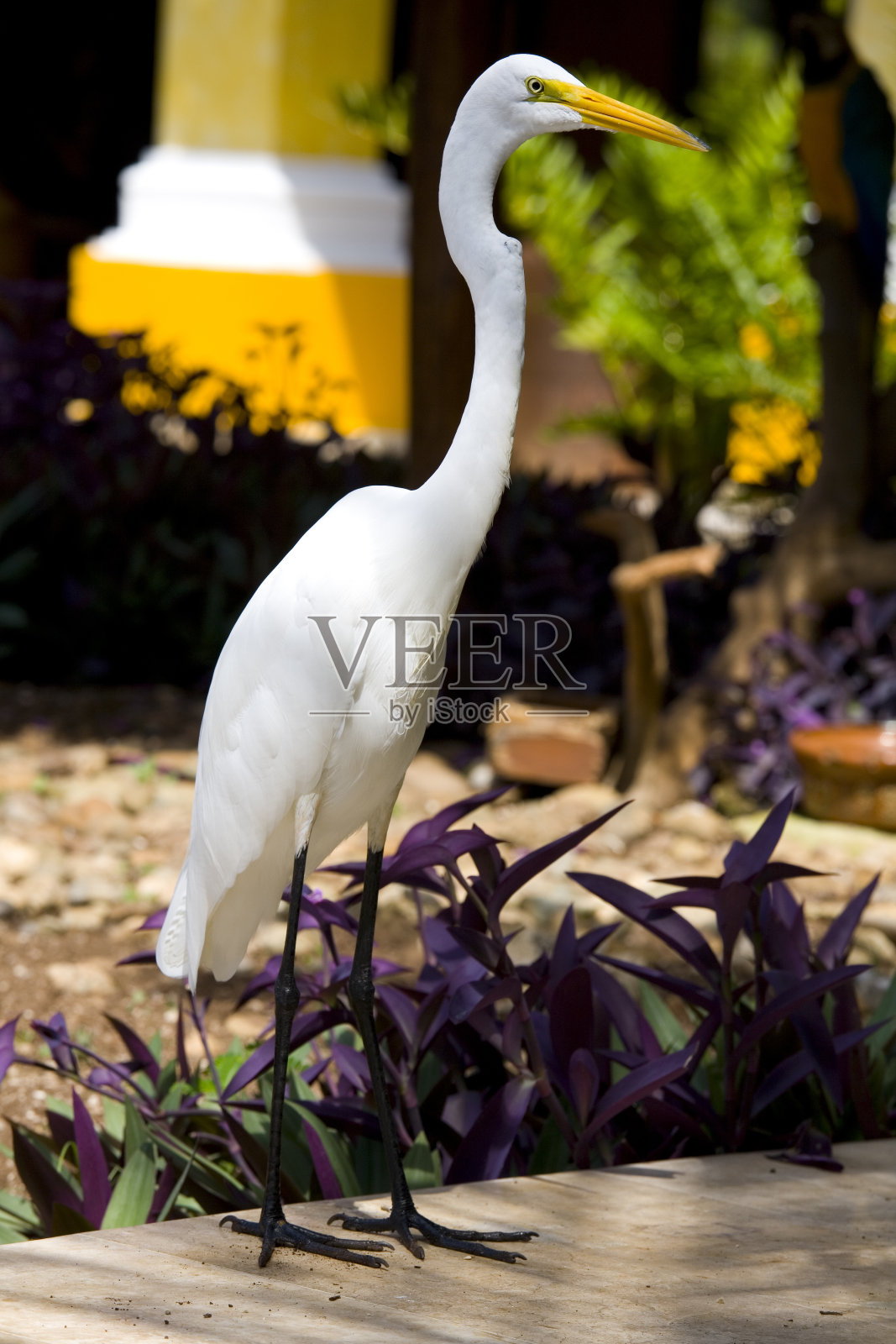 墨西哥尤卡坦半岛发现的大白鹭照片摄影图片