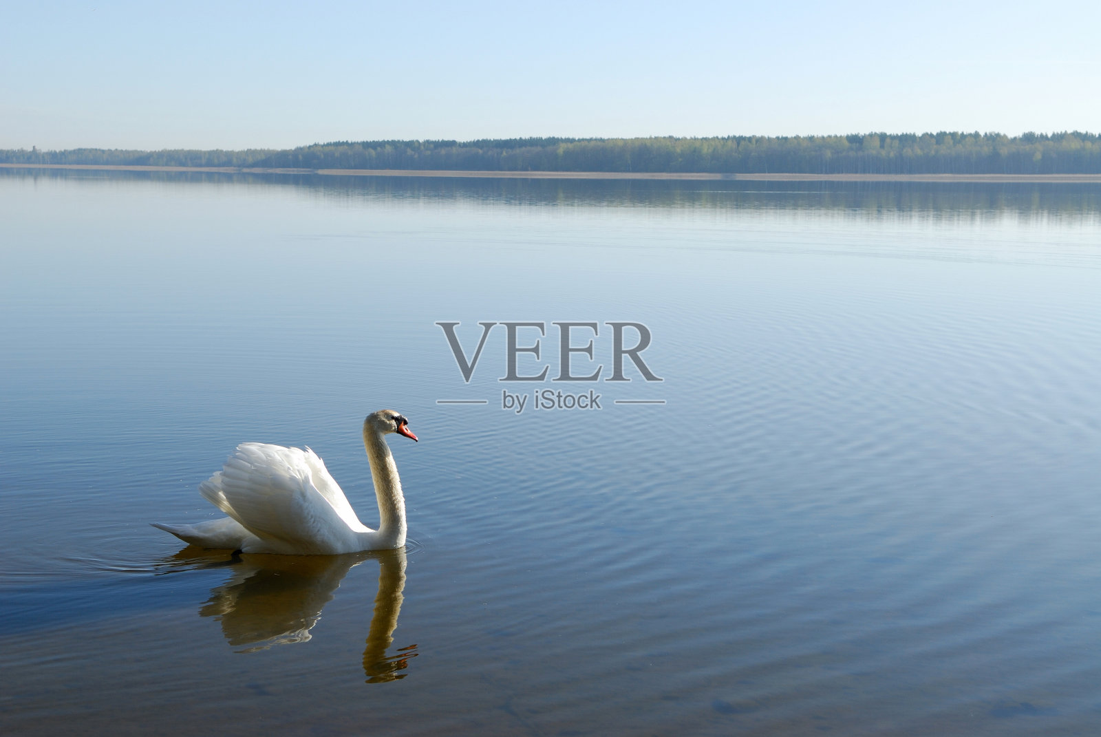 天鹅在水上照片摄影图片