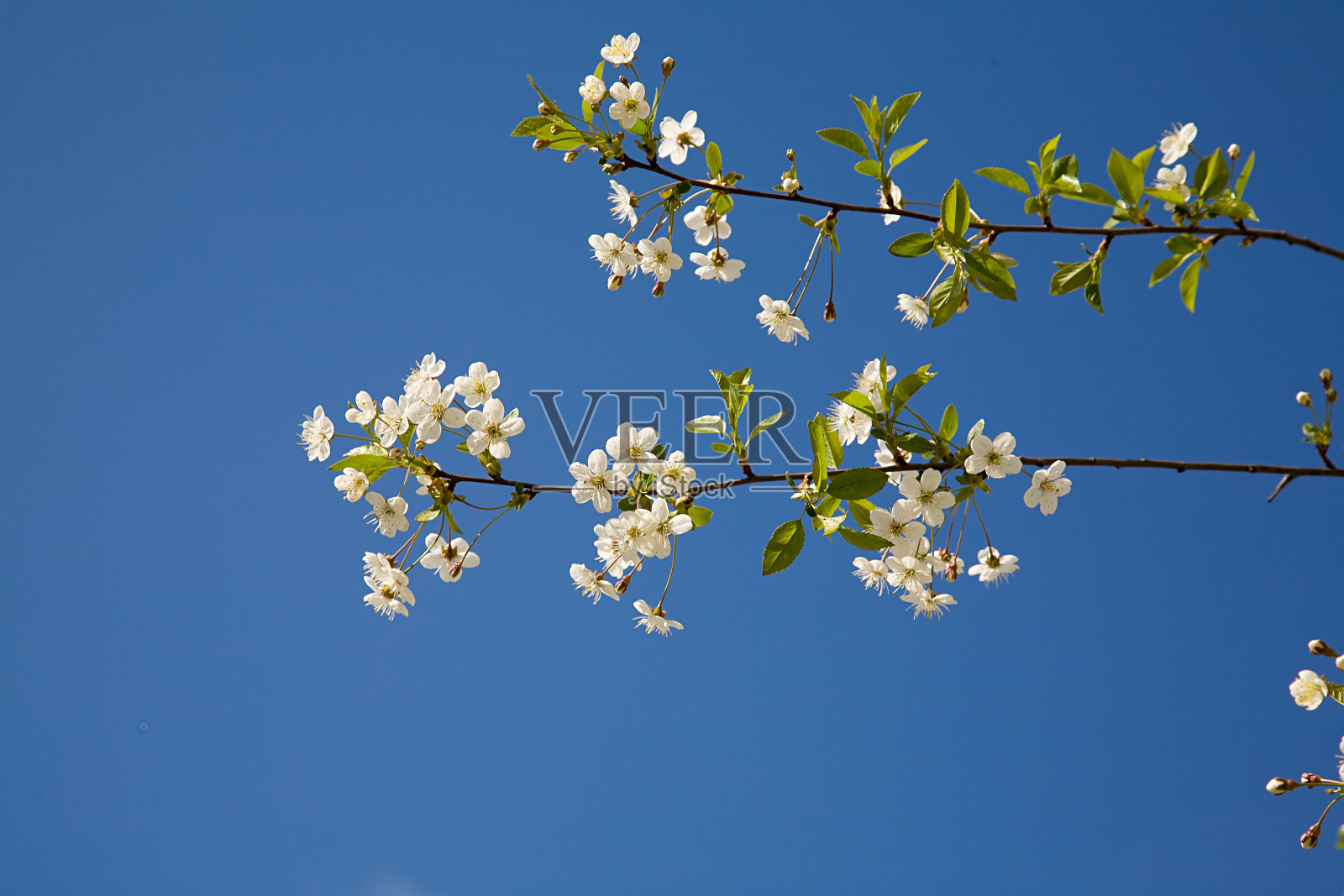 两个樱桃树枝照片摄影图片