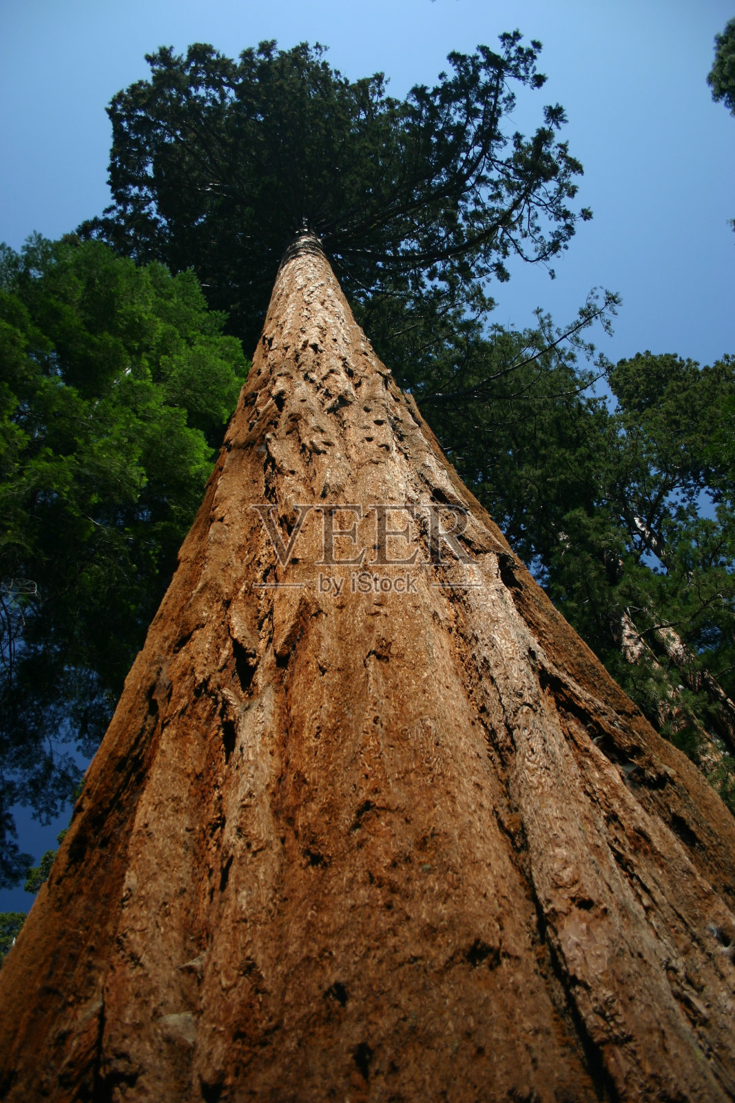 约塞米蒂国家公园的大树照片摄影图片