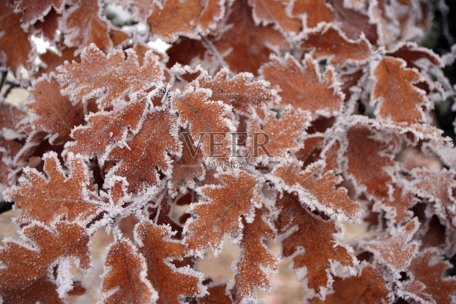冰冻的叶子照片摄影图片