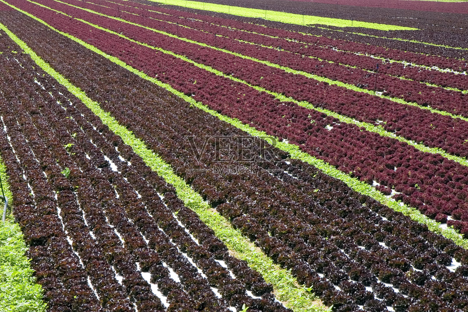 红色的生菜照片摄影图片