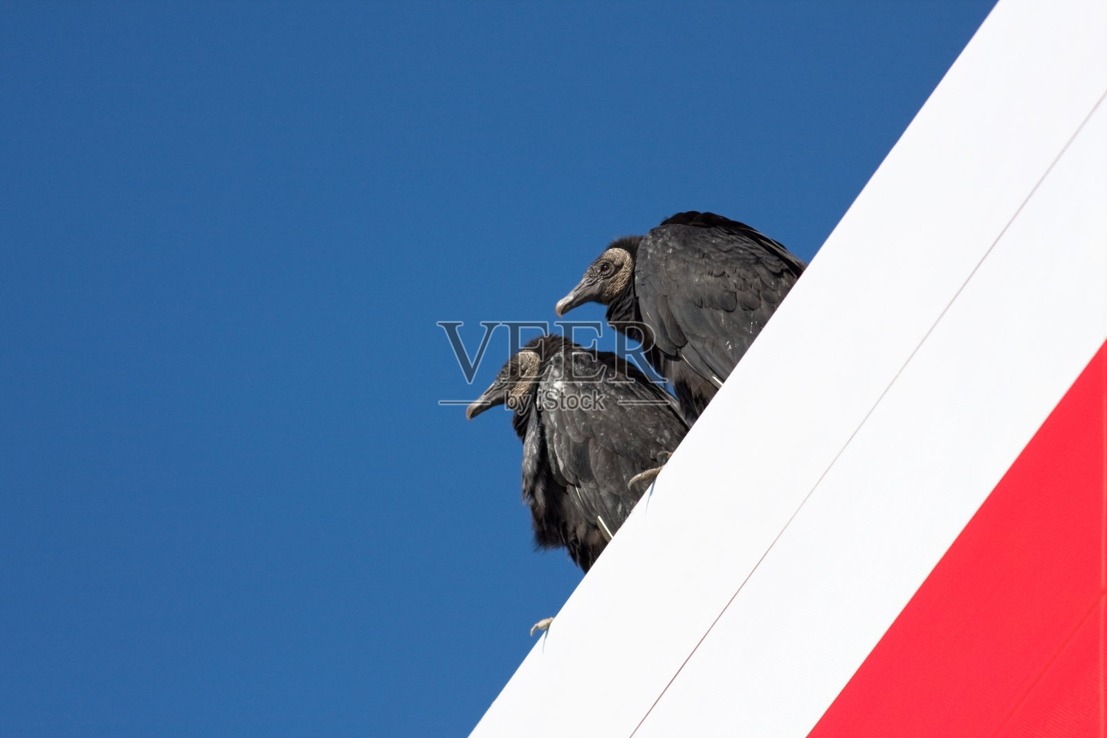 寻找晚餐的秃鹫照片摄影图片