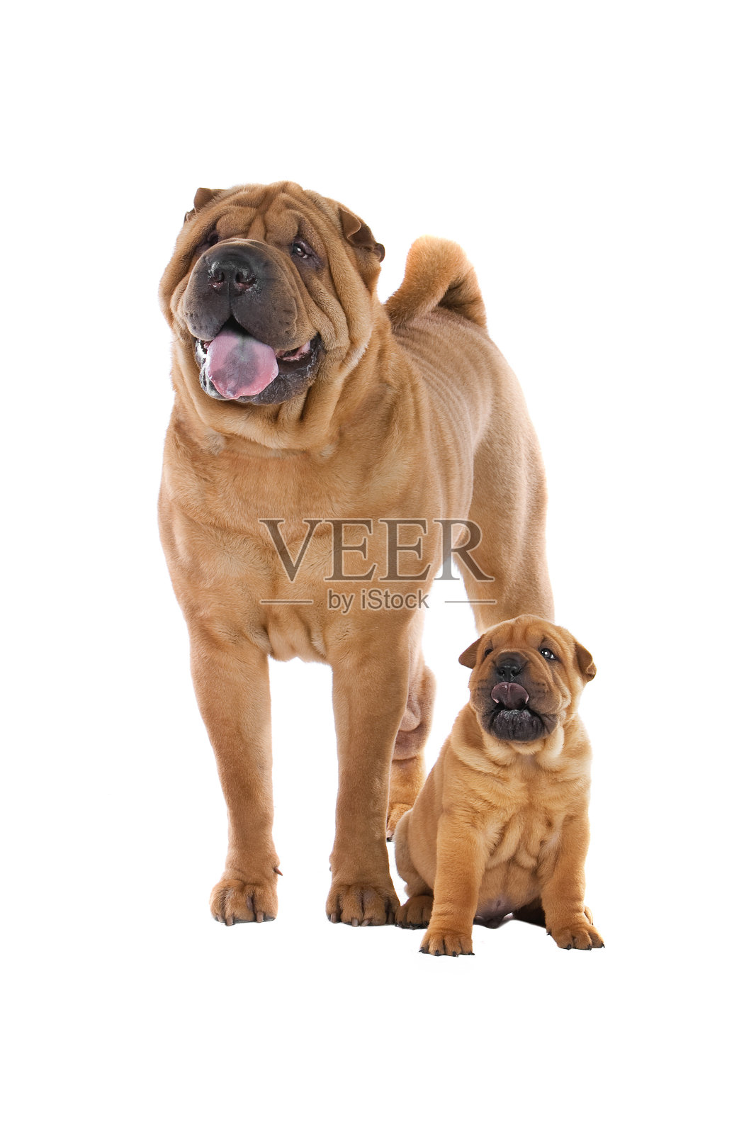 中国沙皮犬和小狗照片摄影图片