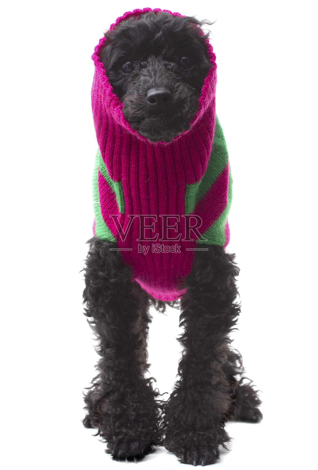 圣诞狗狗照片摄影图片