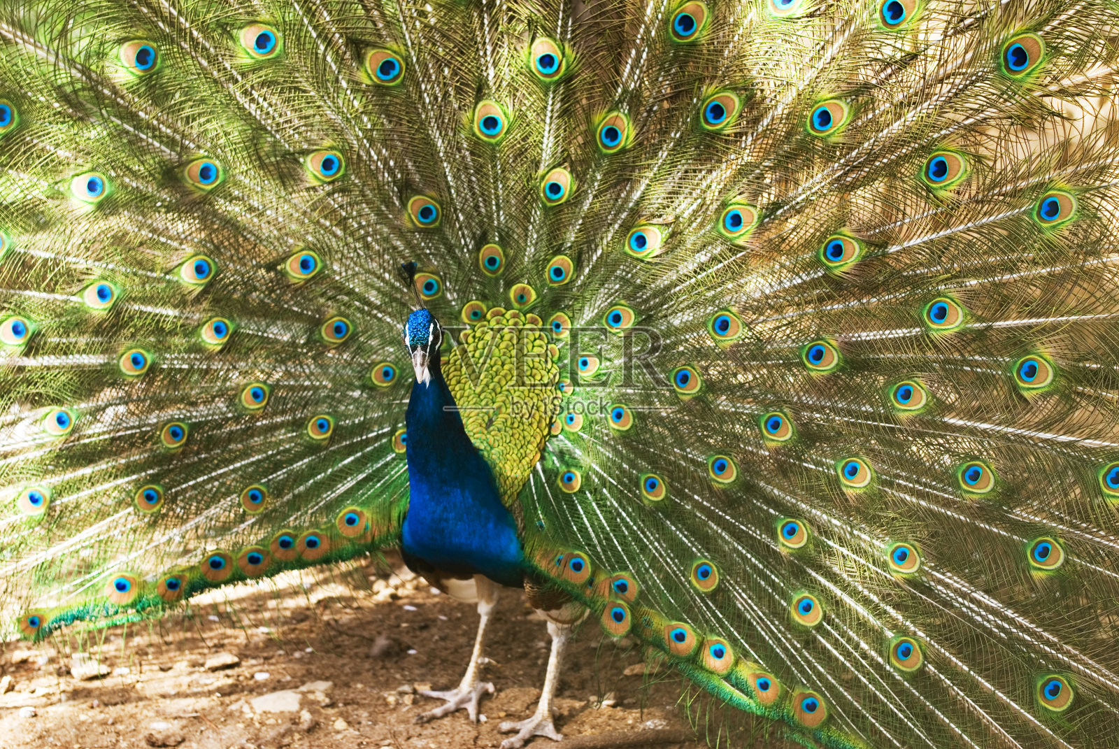 孔雀照片摄影图片