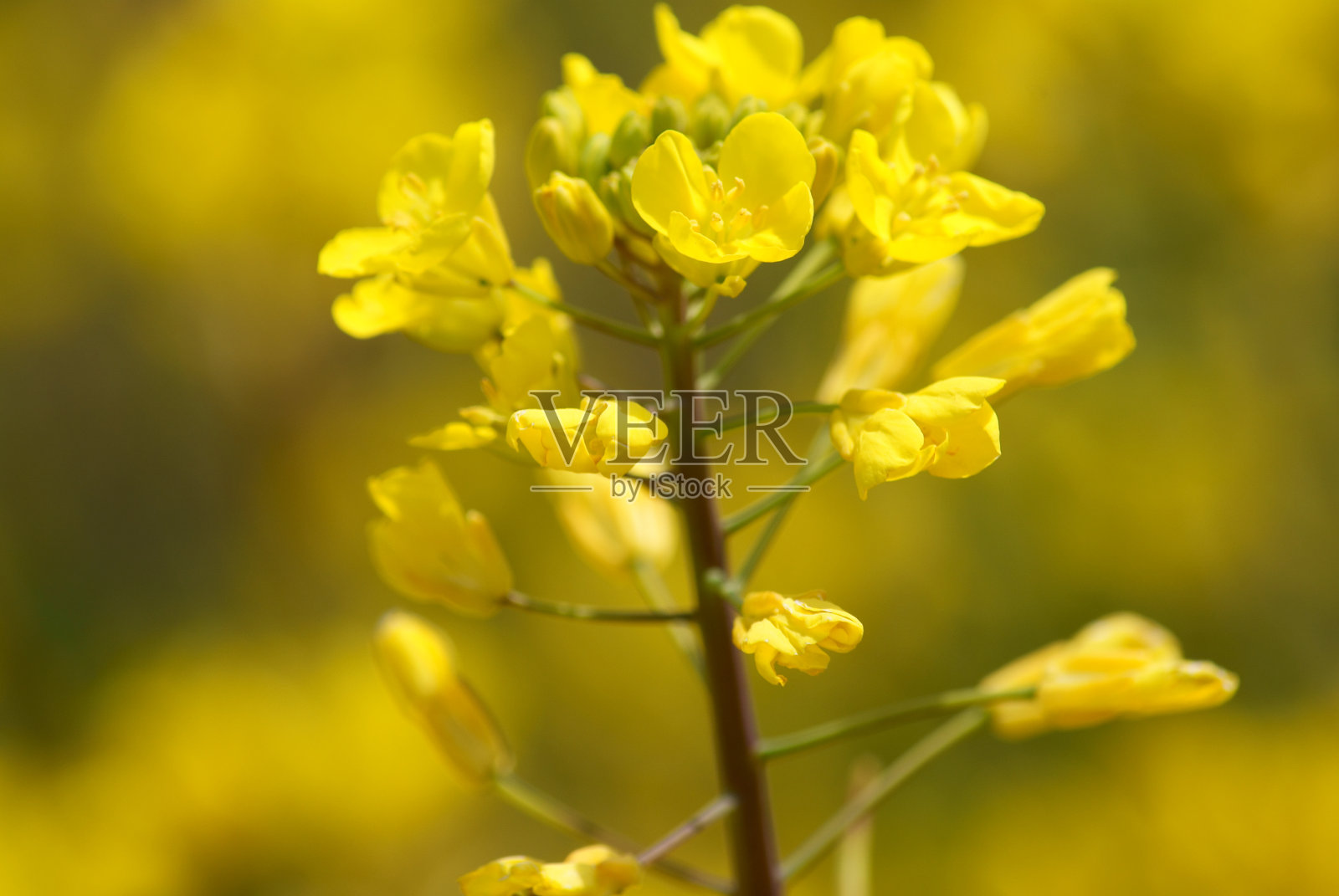油菜花花朵照片摄影图片