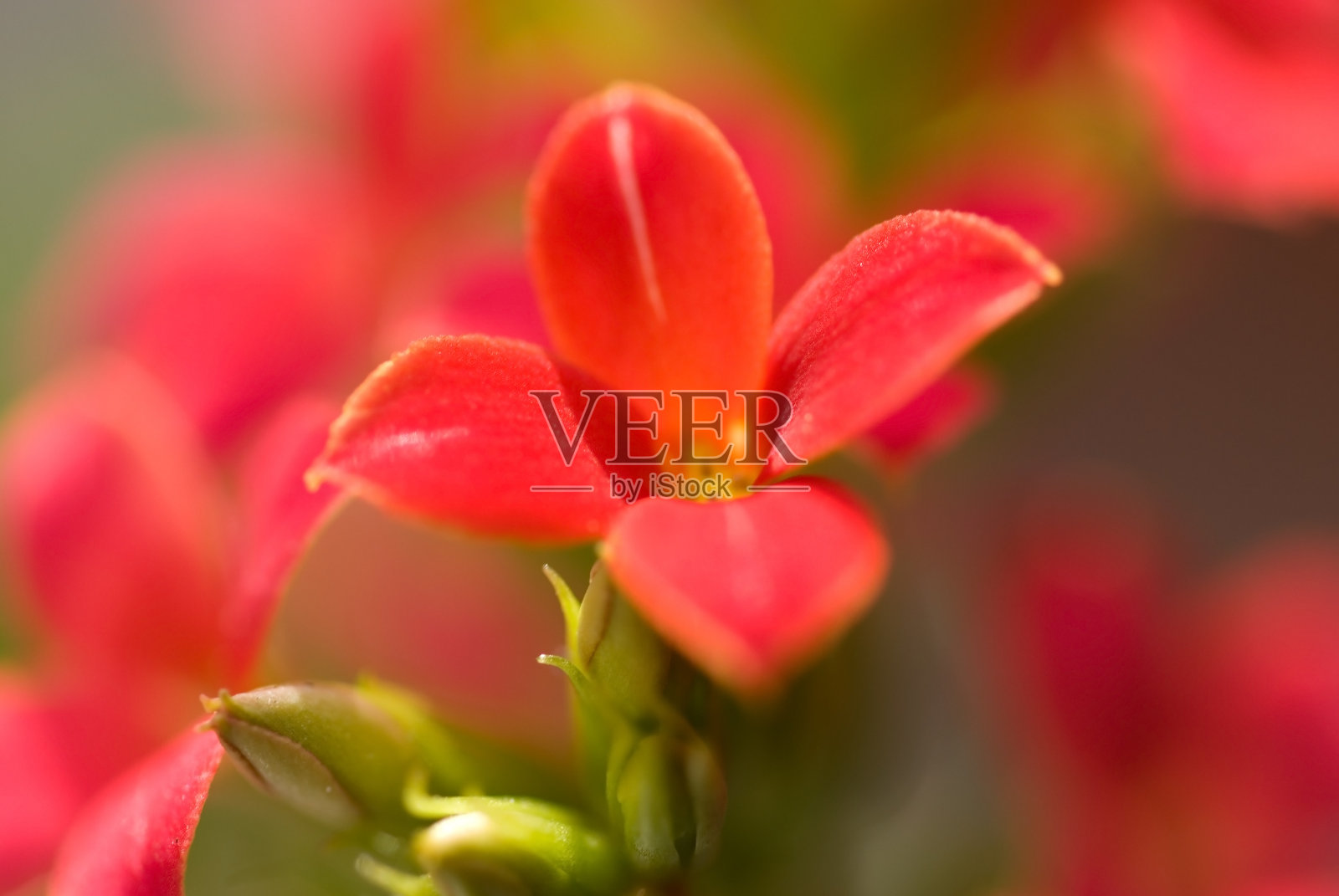 红色的花。照片摄影图片